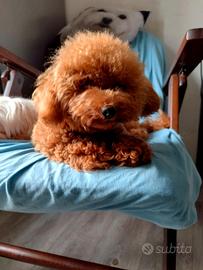 Barboncino mini toy red per fidanzata