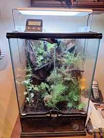 Terrario completo funzionante