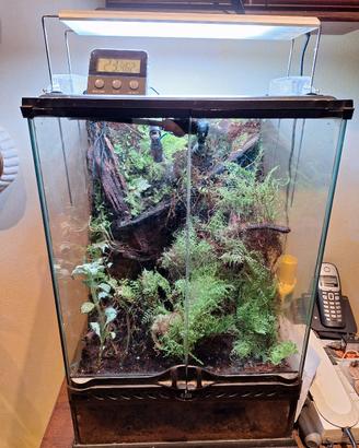 Terrario completo funzionante