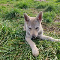 Cucciola di Cane Lupo Cecoslovacco