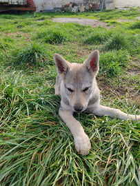 Cucciola di Cane Lupo Cecoslovacco