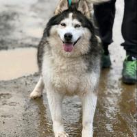 MILA, mix ALASKAN MALAMUTE abbandonata