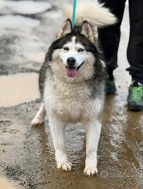 MILA, mix ALASKAN MALAMUTE abbandonata