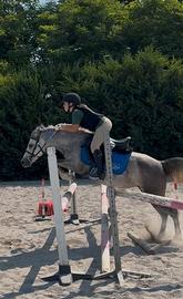Pony welsh da salto