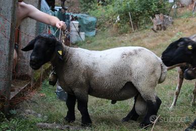 Montone Suffolk per monte