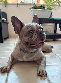 Bulldog francese disponibile per monta