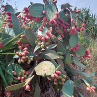  pale fico d' india a spina rada