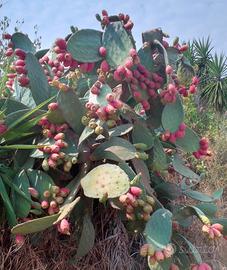  pale fico d' india a spina rada