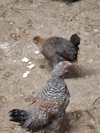 Coppia di legbar ( uova azzurre)