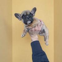 Bulldog francese fulvo