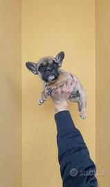 Bulldog francese fulvo