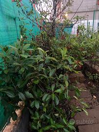 Photinia