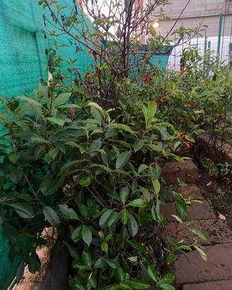 Photinia
