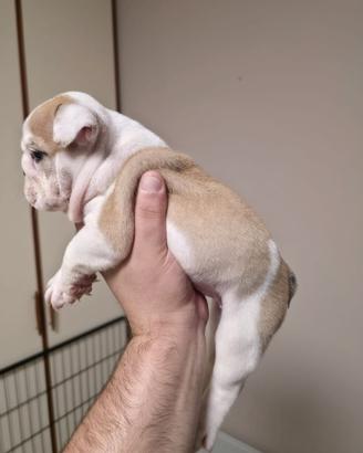 Cuccioli di Bulldog Inglese