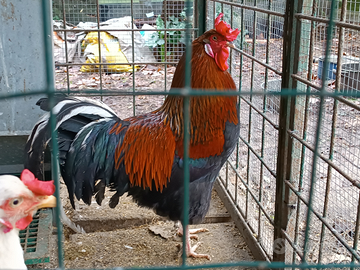Galli e galline