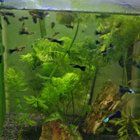 Pesci guppy Half Black Blue SILVERADO