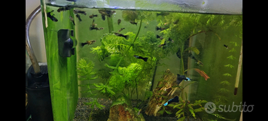 Pesci guppy Half Black Blue SILVERADO