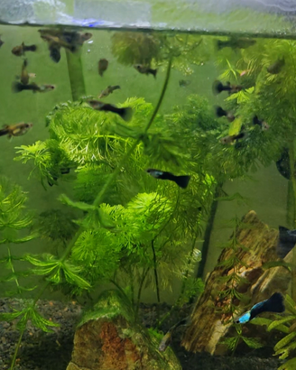 Pesci guppy Half Black Blue SILVERADO