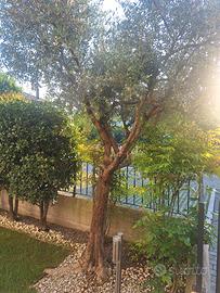 Olivo Leccino di 12 anni.