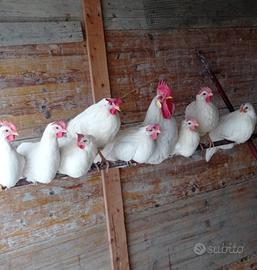 Galline di 1 anno