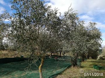Terreno Val D'Orcia con 180 olivi mai chimico