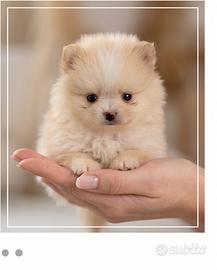 Dolcissimo Pomerania disponibile