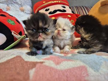 Gattini persiani puri