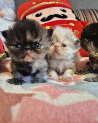 Gattini persiani puri