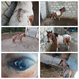 Miny pony