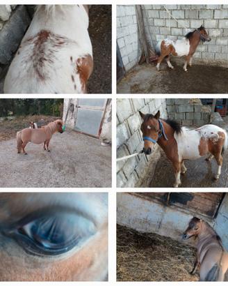 Miny pony