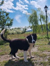 Cucciolo di Border Collie
