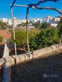 Terreno/giardino edificabile