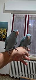 Pappagalli