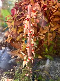 Caridina Cantonensis Crystal Red