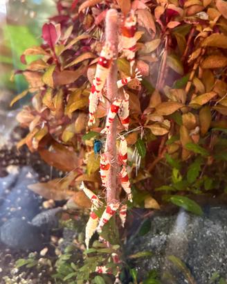 Caridina Cantonensis Crystal Red