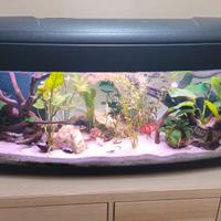 acquario 100lt