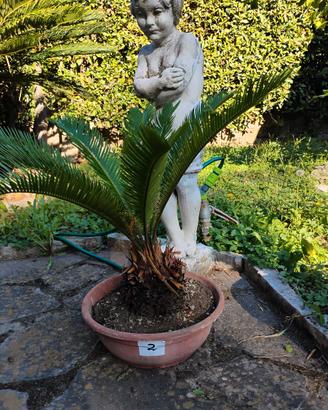 piante