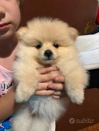 Volpini Pomerania
