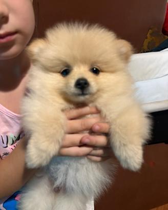 Volpini Pomerania