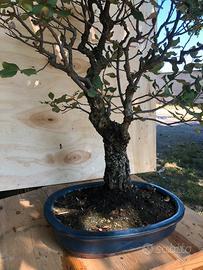 Bonsai quercia da sughero