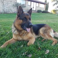 Pastore tedesco maschio per accoppiamento