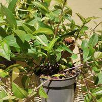 pianta  Tradescantia fluminensis Yellow Hill