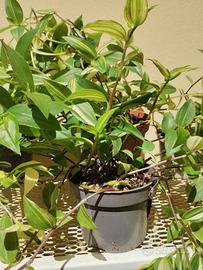 pianta  Tradescantia fluminensis Yellow Hill