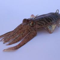 seppie artificiali slow pitch tecniche verticali 1