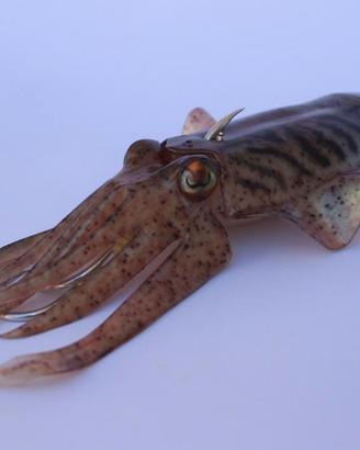 seppie artificiali slow pitch tecniche verticali 1