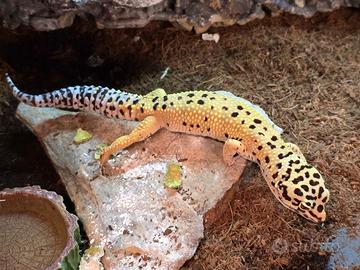 Geco leopardino + terrario smart