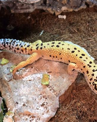 Geco leopardino + terrario smart