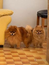 Spitz maschio per monta