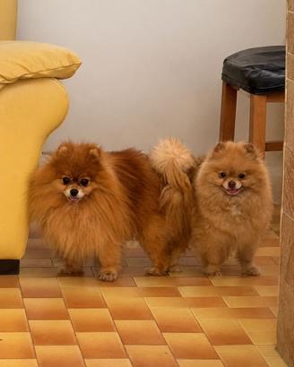 Spitz maschio per monta