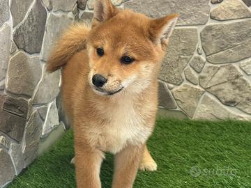 Shiba inu